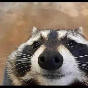 Meet your Posher, Dylan